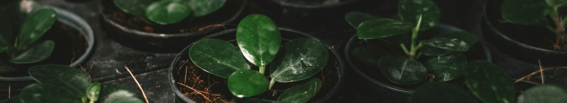 Opakowania na kwiaty doniczkowe