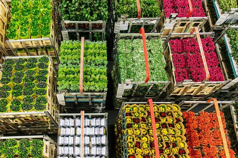 W co pakować kwiaty na czas transportu?