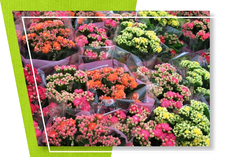 opakowania na kwiaty doniczkowe