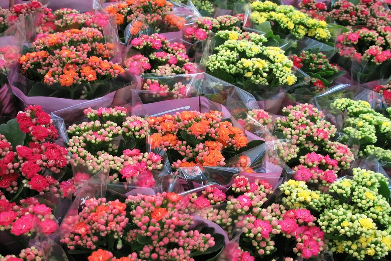 Jakie cechy ma dobra folia do kwiatów doniczkowych? 