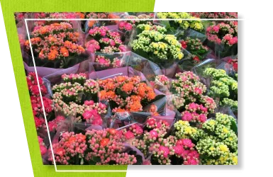 content-opakowania-na-kwiaty-doniczkowe